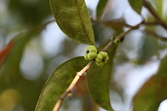 Glochidion ellipticum